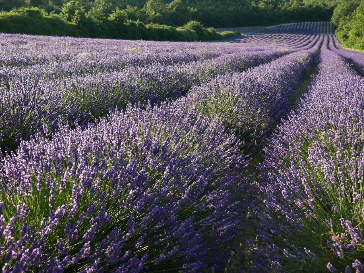 Bed and Breakfast Provencebleue Auribeau Экстерьер фото